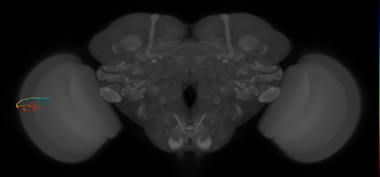 C2_L (MaleCNS:221200)