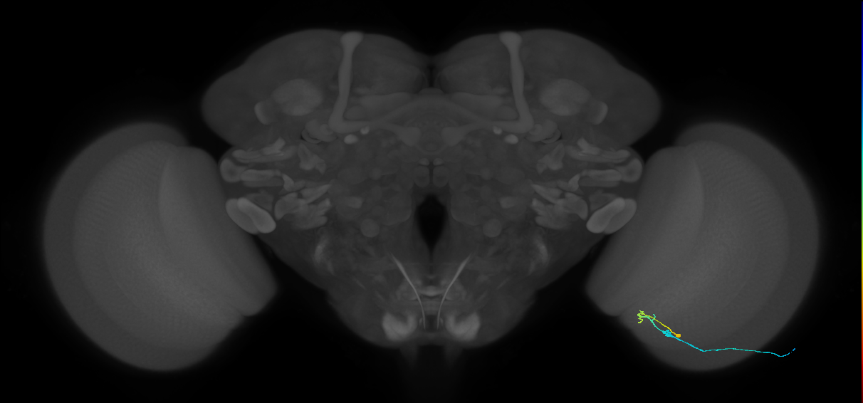C2_R (MaleCNS:104504)