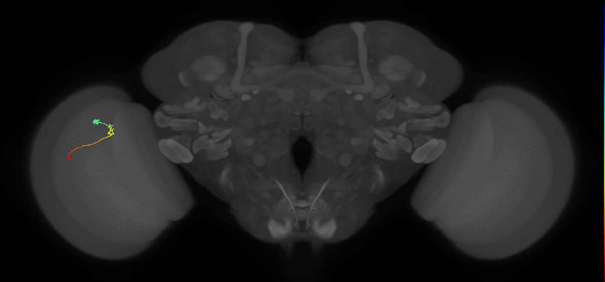 C2_L (MaleCNS:159402)