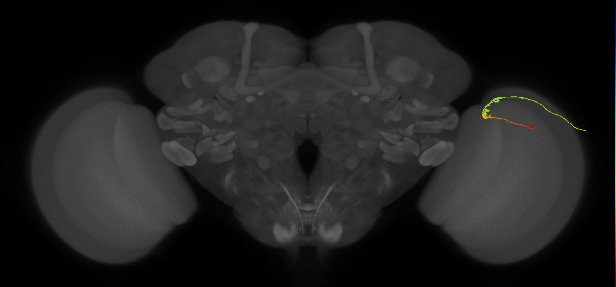 C2_R (MaleCNS:109121)