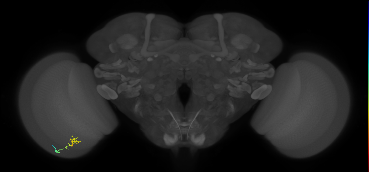 C2_L (MaleCNS:165492)