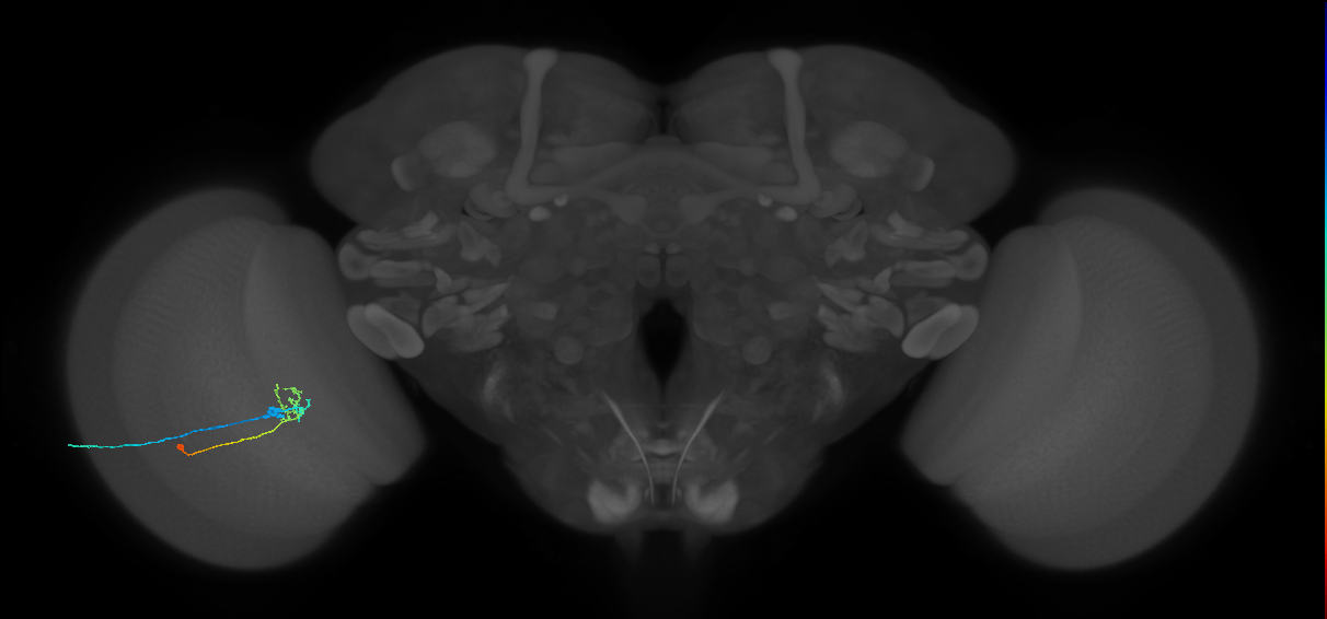 C2_L (MaleCNS:87511)