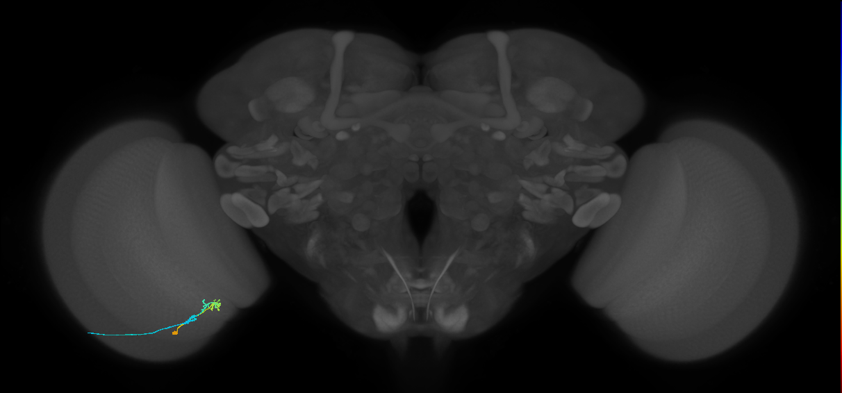 C2_L (MaleCNS:79794)