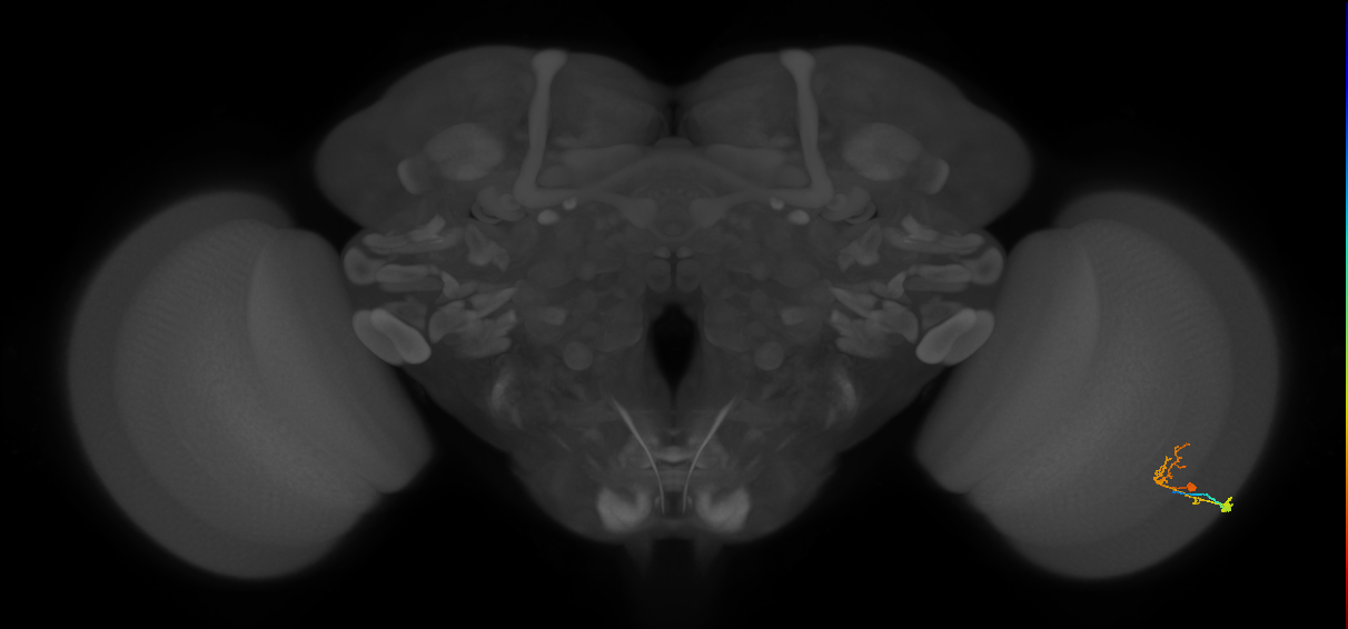 C2_R (MaleCNS:88106)