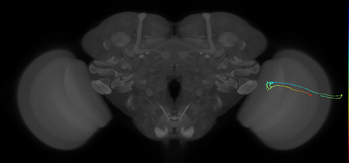 C2_R (MaleCNS:117873)