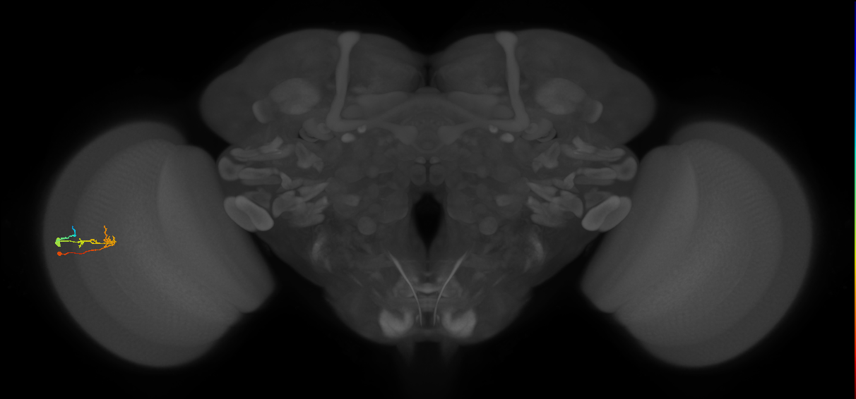 C2_L (MaleCNS:165862)