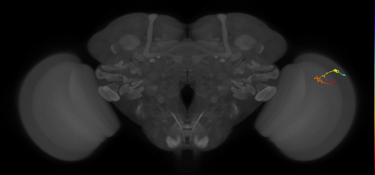 C2_R (MaleCNS:118827)