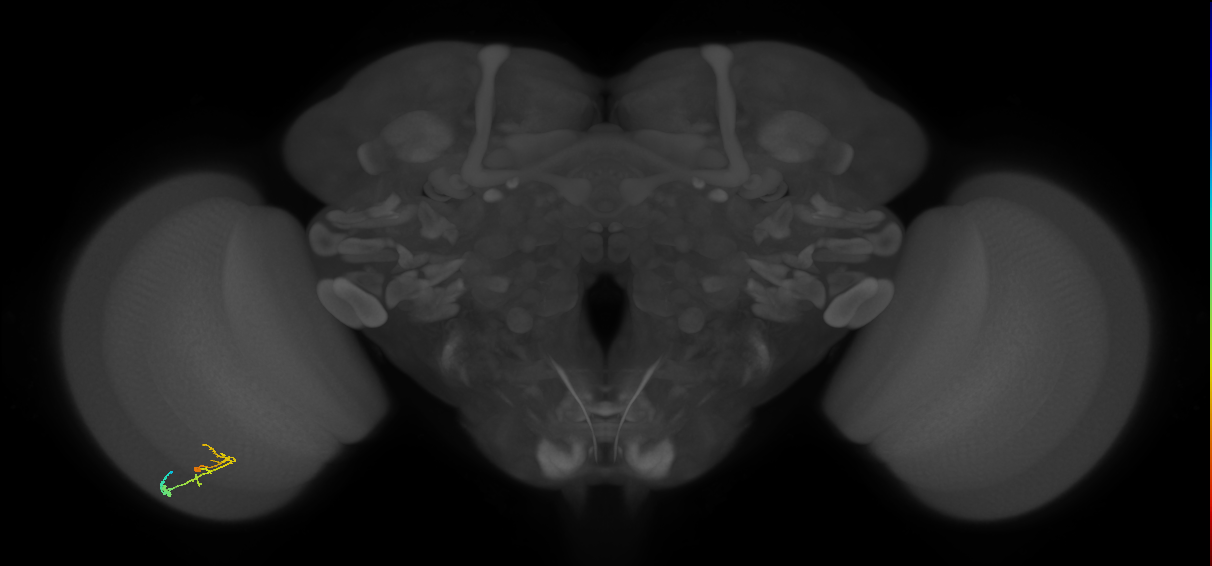 C2_L (MaleCNS:168156)