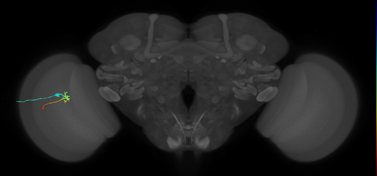 C2_L (MaleCNS:119301)