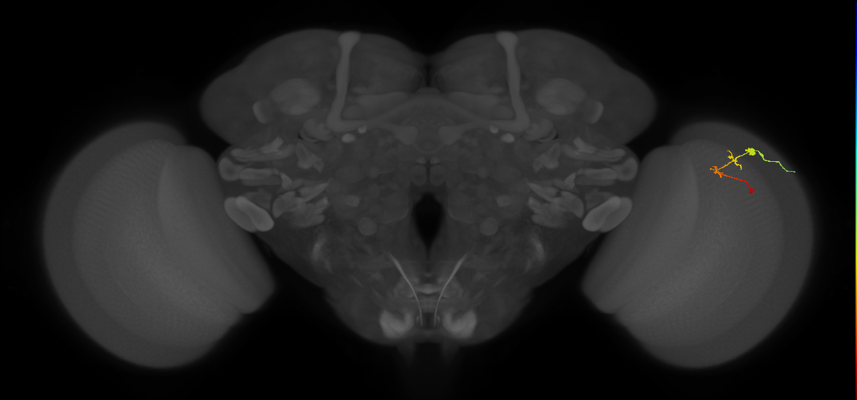 C2_R (MaleCNS:118209)