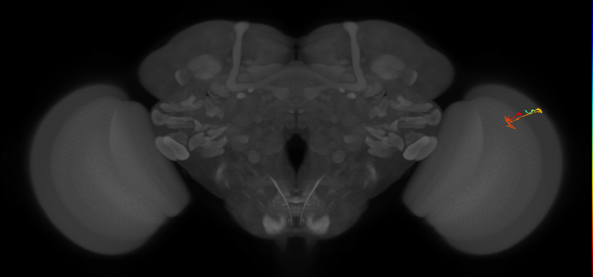 C2_R (MaleCNS:112029)