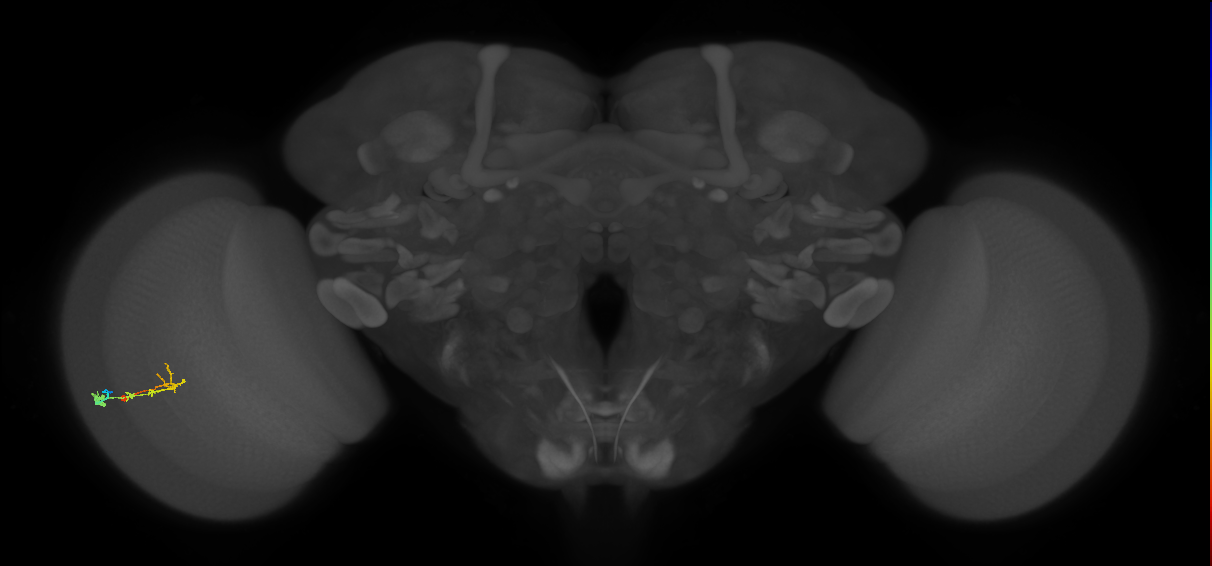 C2_L (MaleCNS:125219)