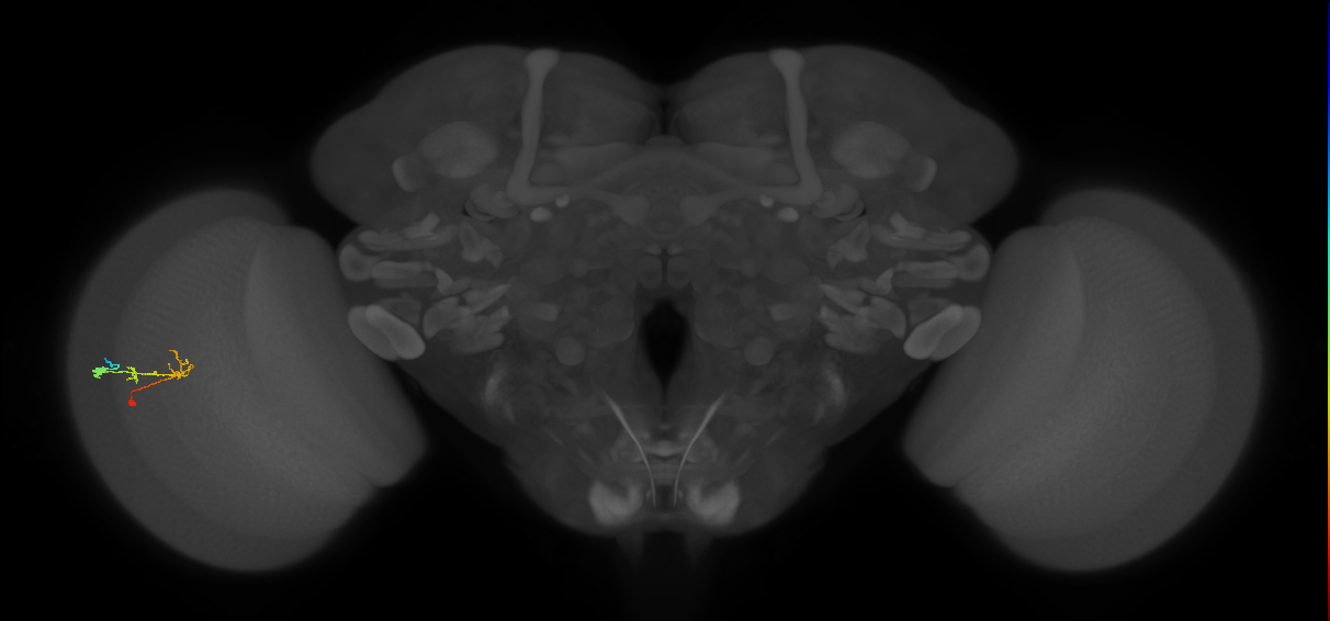 C2_L (MaleCNS:169537)