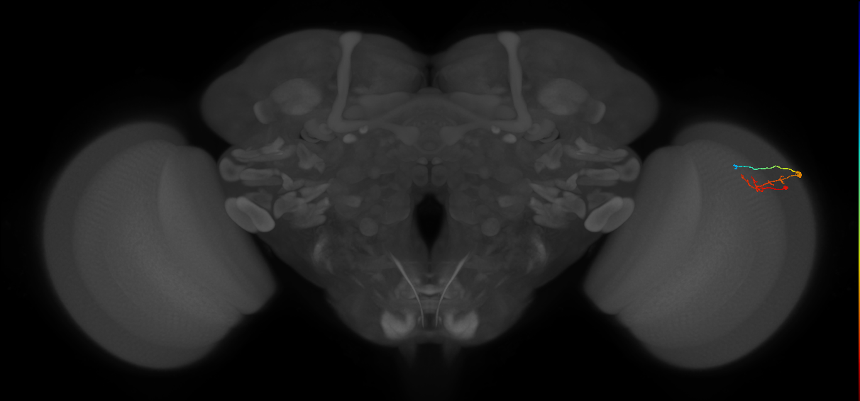 C2_R (MaleCNS:95938)