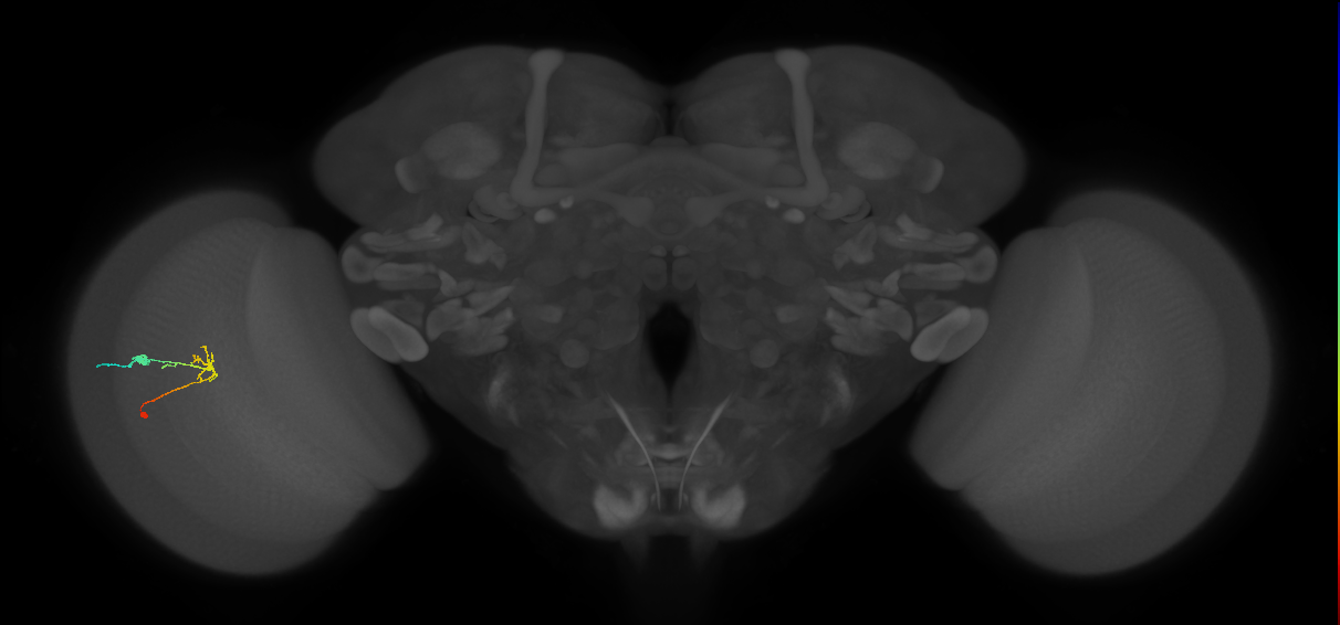 C2_L (MaleCNS:103447)