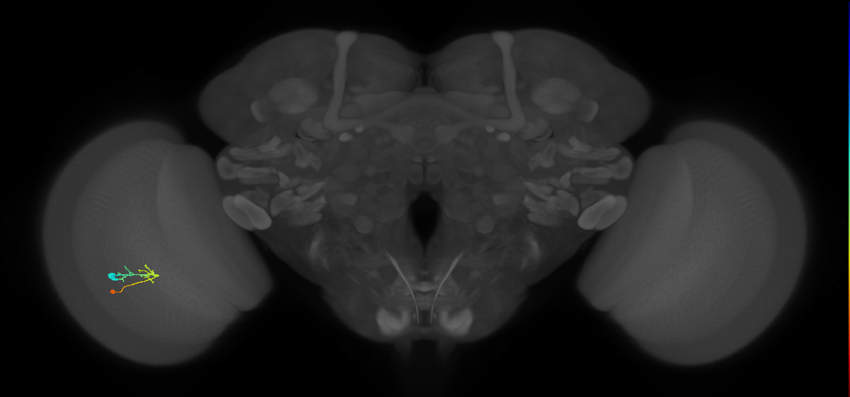 C2_L (MaleCNS:276074)