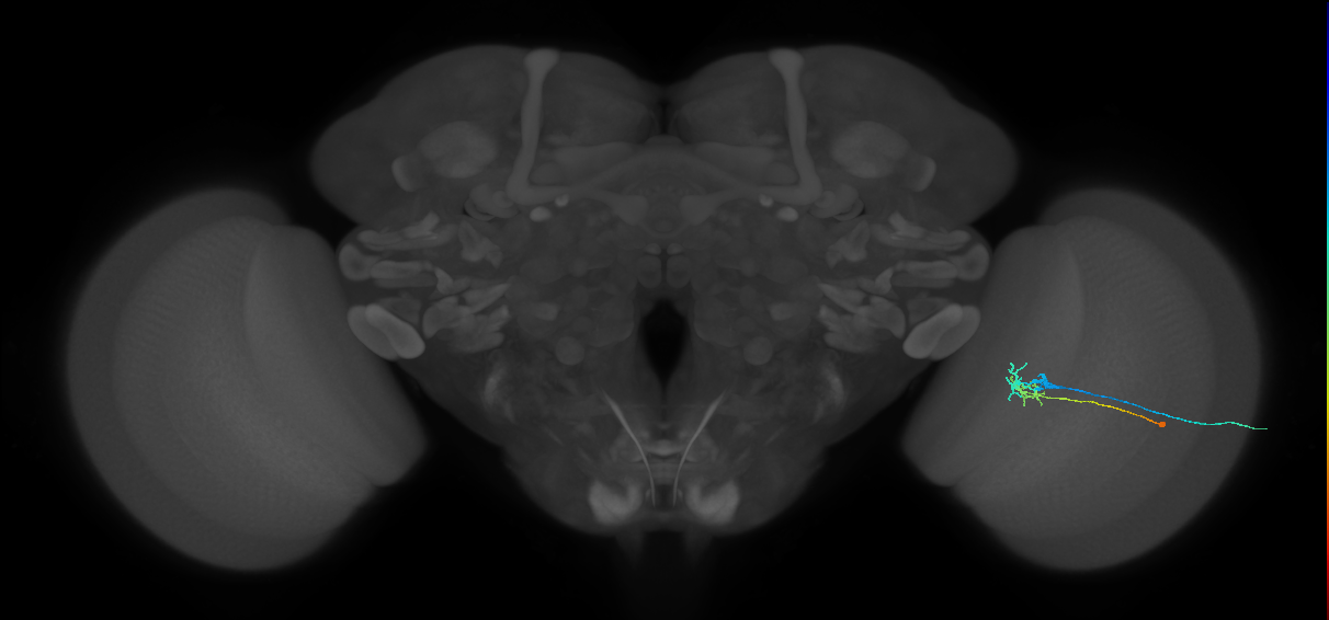 C2_R (MaleCNS:93351)