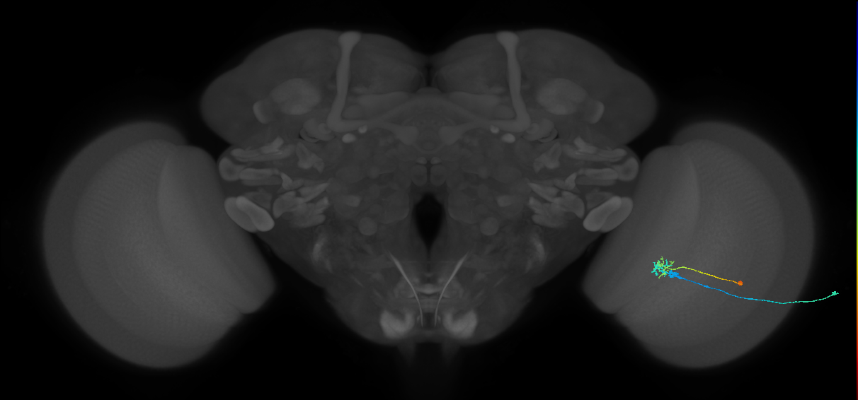 C2_R (MaleCNS:93257)