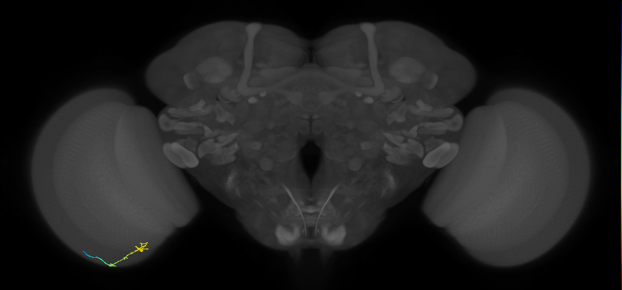 C2_L (MaleCNS:138788)