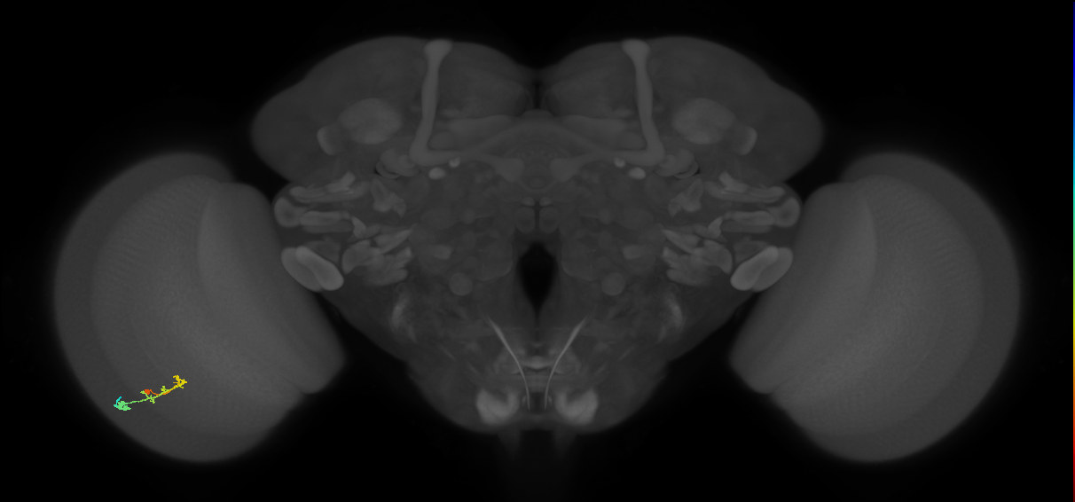 C2_L (MaleCNS:56204)