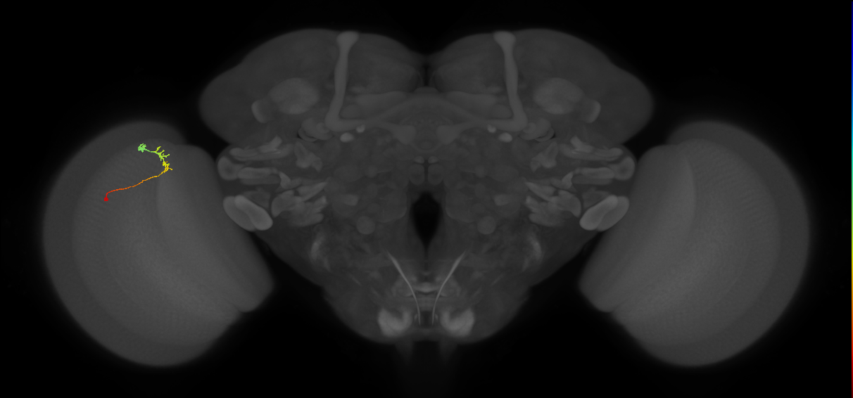 C2_L (MaleCNS:146382)