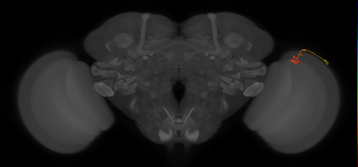 C2_R (MaleCNS:137090)