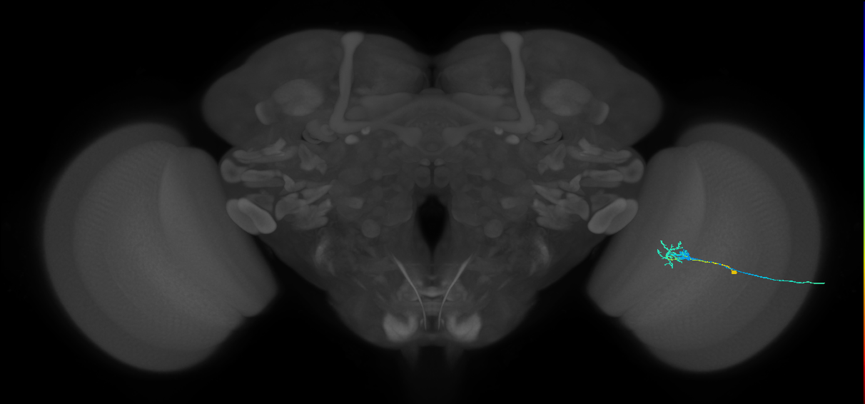 C2_R (MaleCNS:107855)