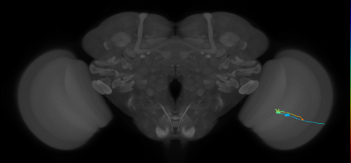 C2_R (MaleCNS:79711)