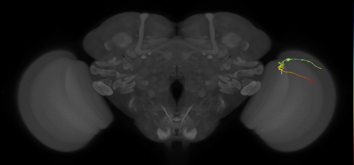 C2_R (MaleCNS:94715)