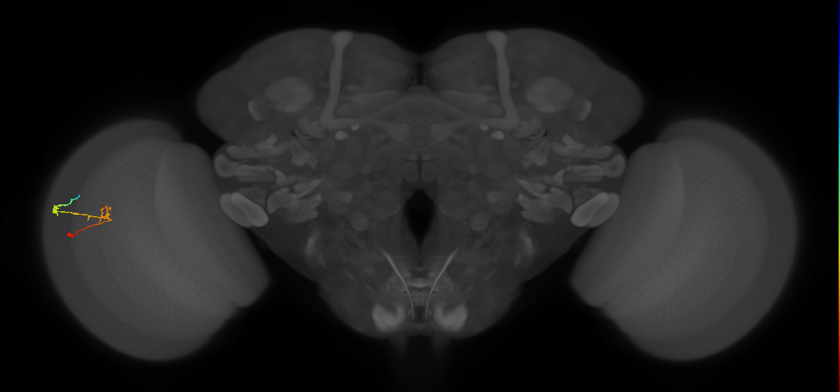 C2_L (MaleCNS:146858)