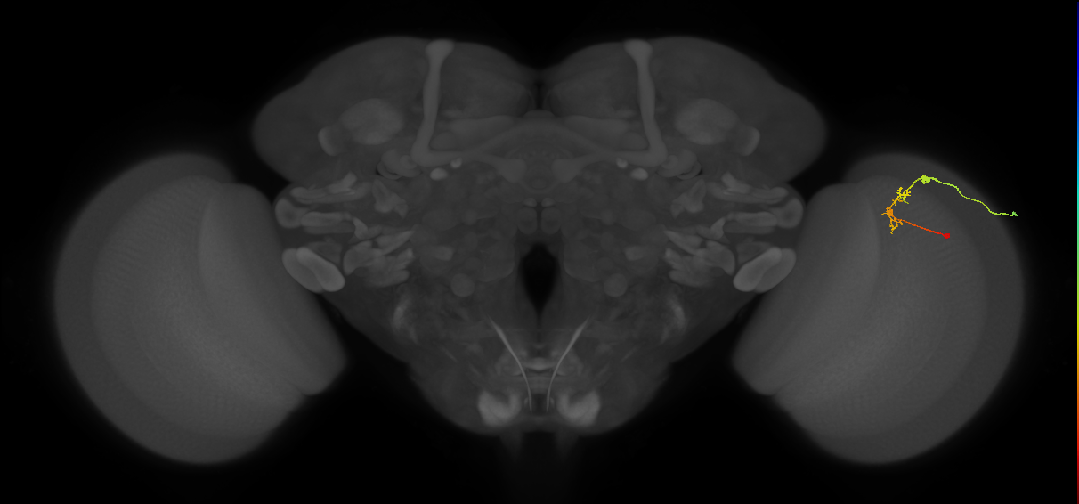C2_R (MaleCNS:100254)