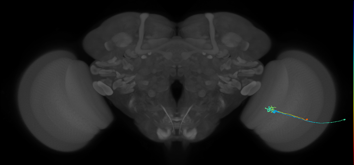 C2_R (MaleCNS:83493)