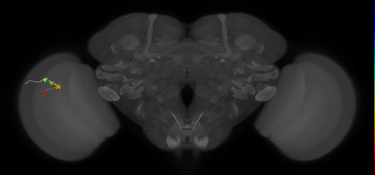 C2_L (MaleCNS:141569)