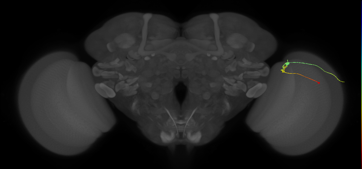 C2_R (MaleCNS:148997)