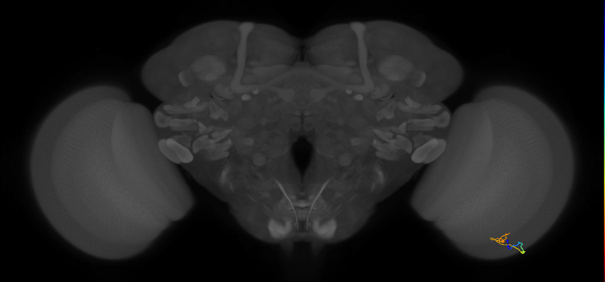 C2_R (MaleCNS:138196)