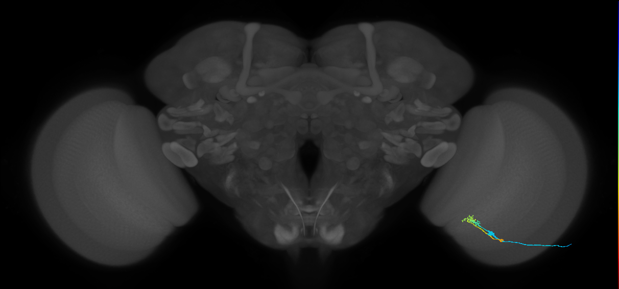 C2_R (MaleCNS:91143)