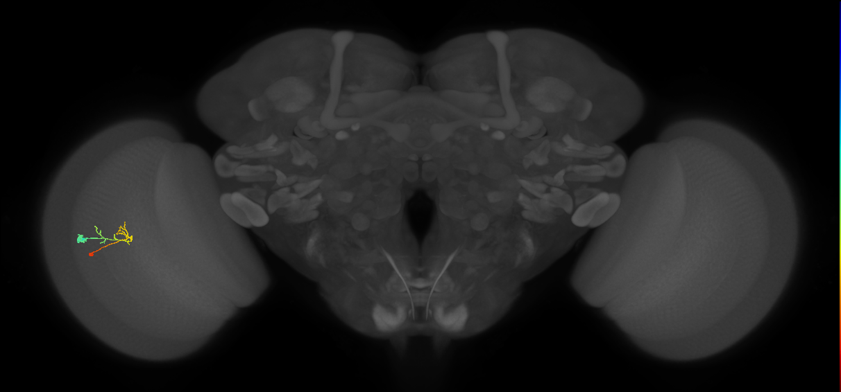 C2_L (MaleCNS:136514)