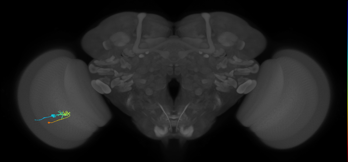 C2_L (MaleCNS:170484)