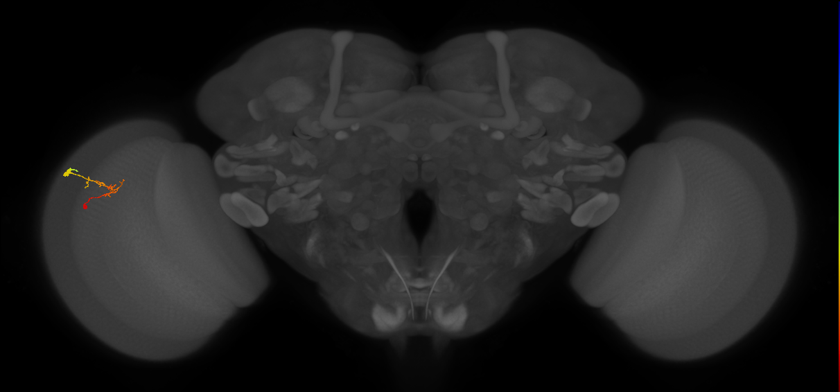 C2_L (MaleCNS:165206)