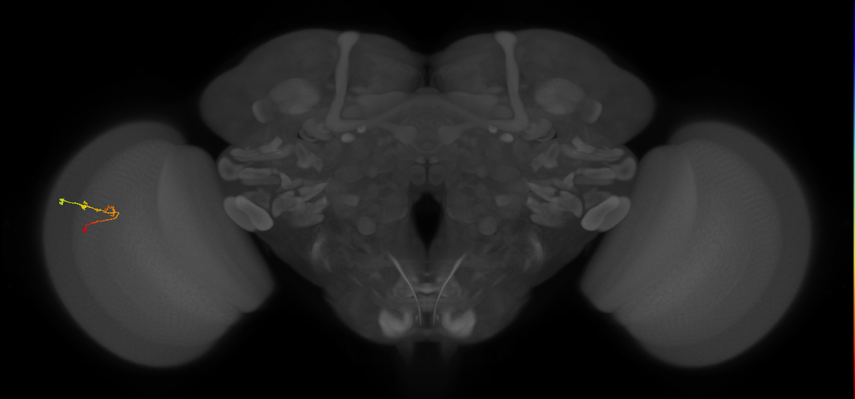 C2_L (MaleCNS:146293)
