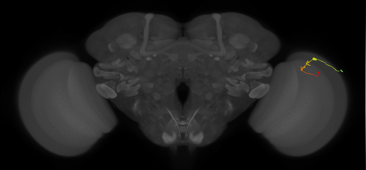 C2_R (MaleCNS:103740)