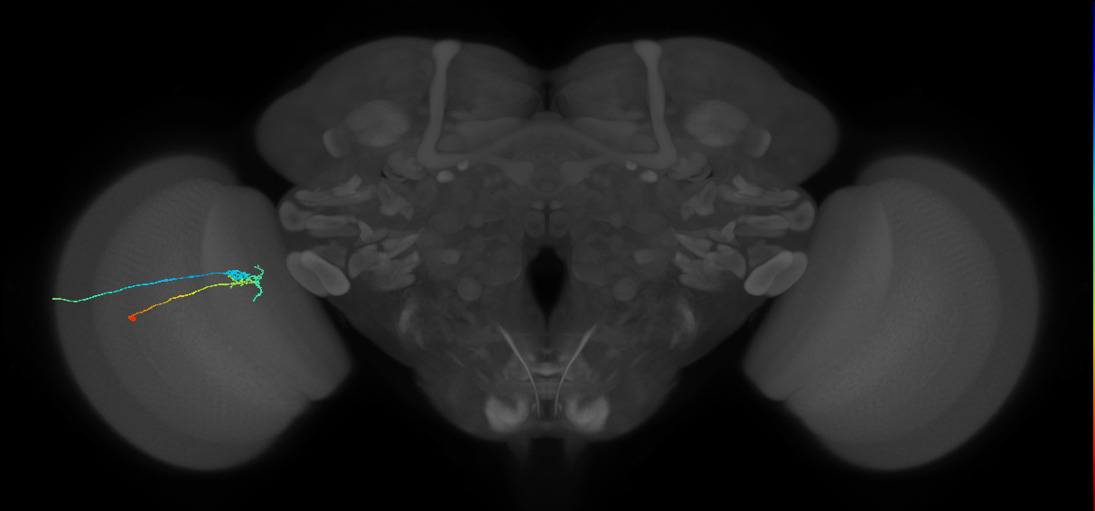 C2_L (MaleCNS:129454)