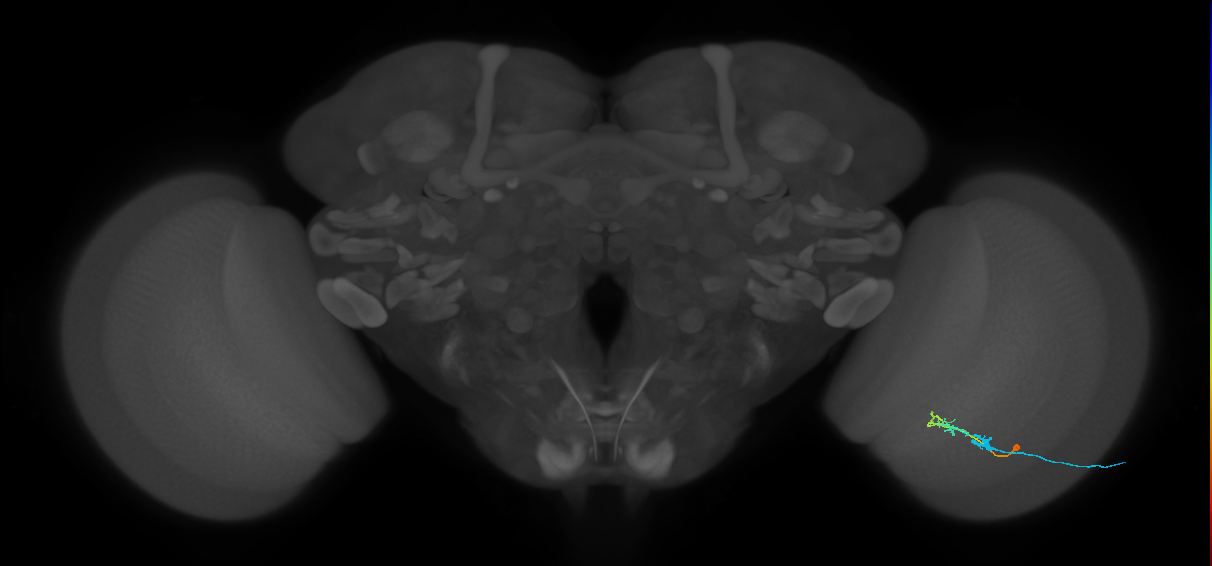 C2_R (MaleCNS:82340)