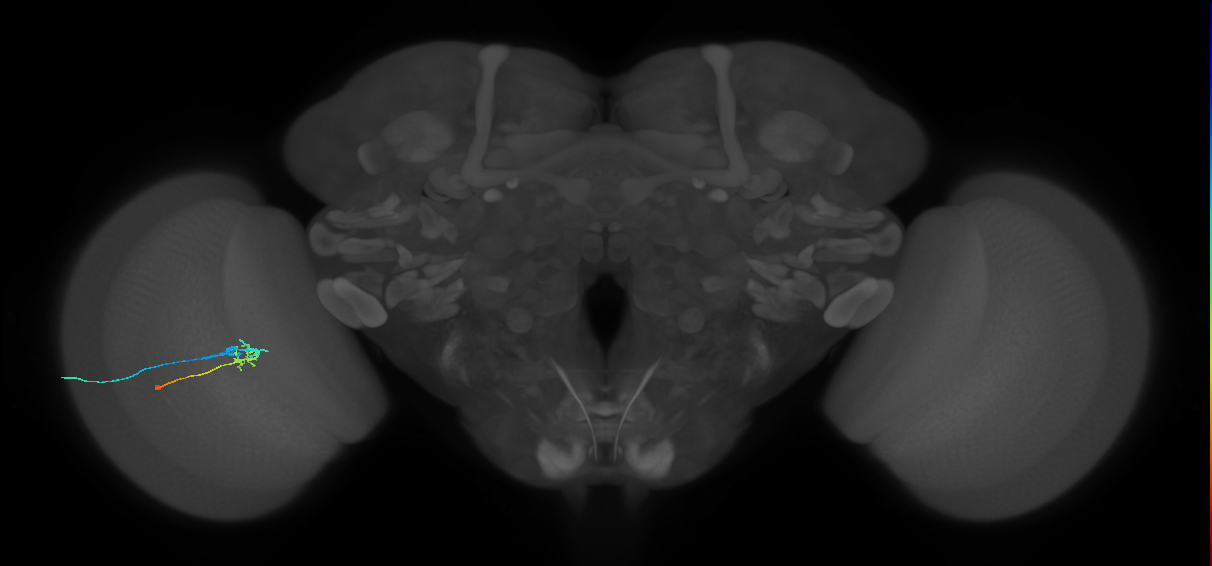 C2_L (MaleCNS:92941)
