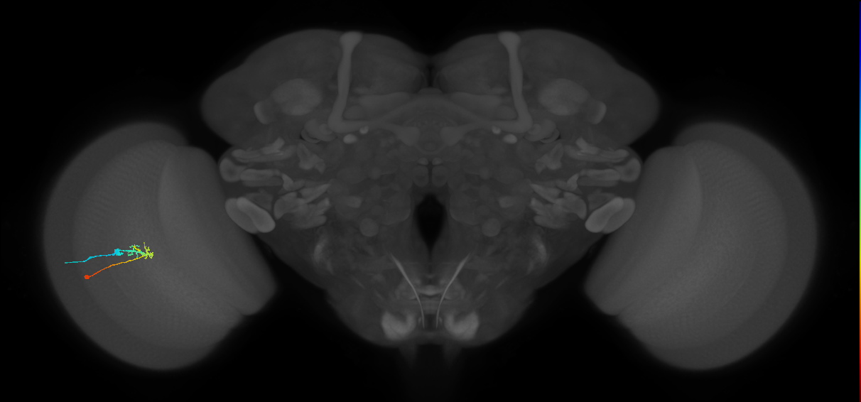 C2_L (MaleCNS:83707)