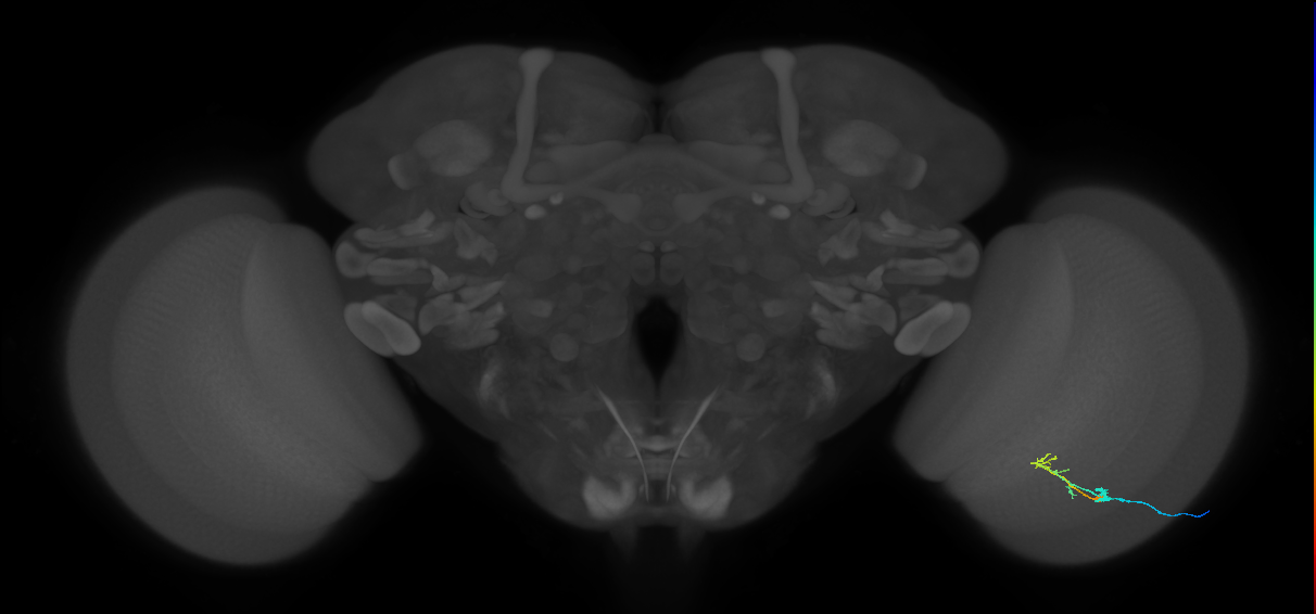 C2_R (MaleCNS:79294)