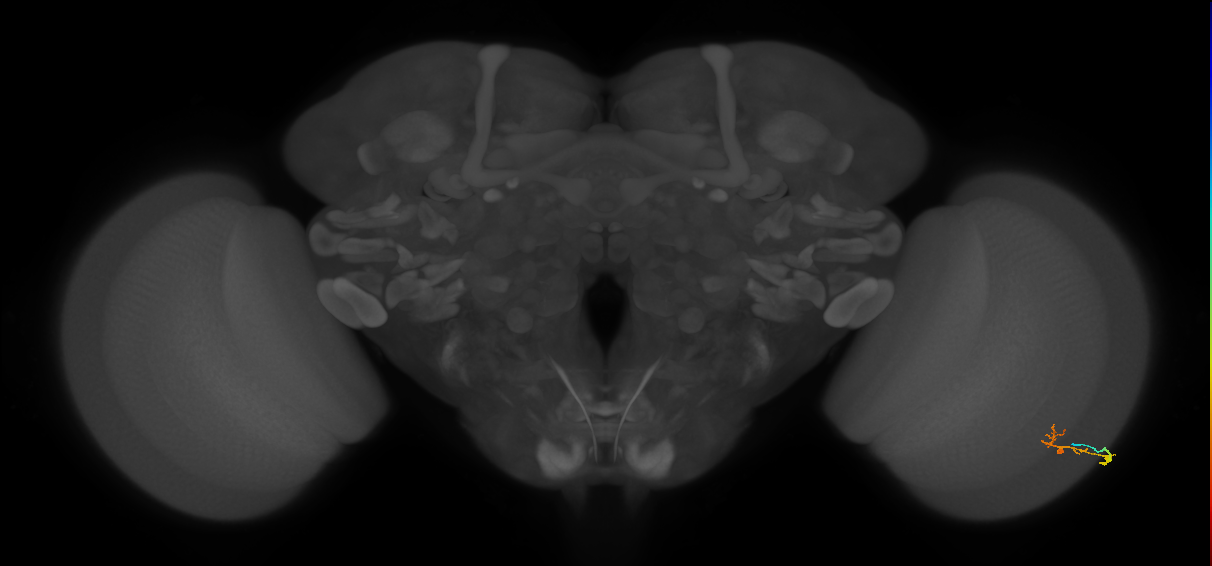 C2_R (MaleCNS:96310)