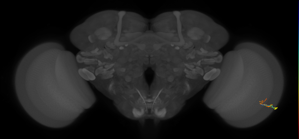C2_R (MaleCNS:104650)