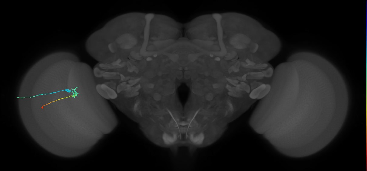C2_L (MaleCNS:151140)