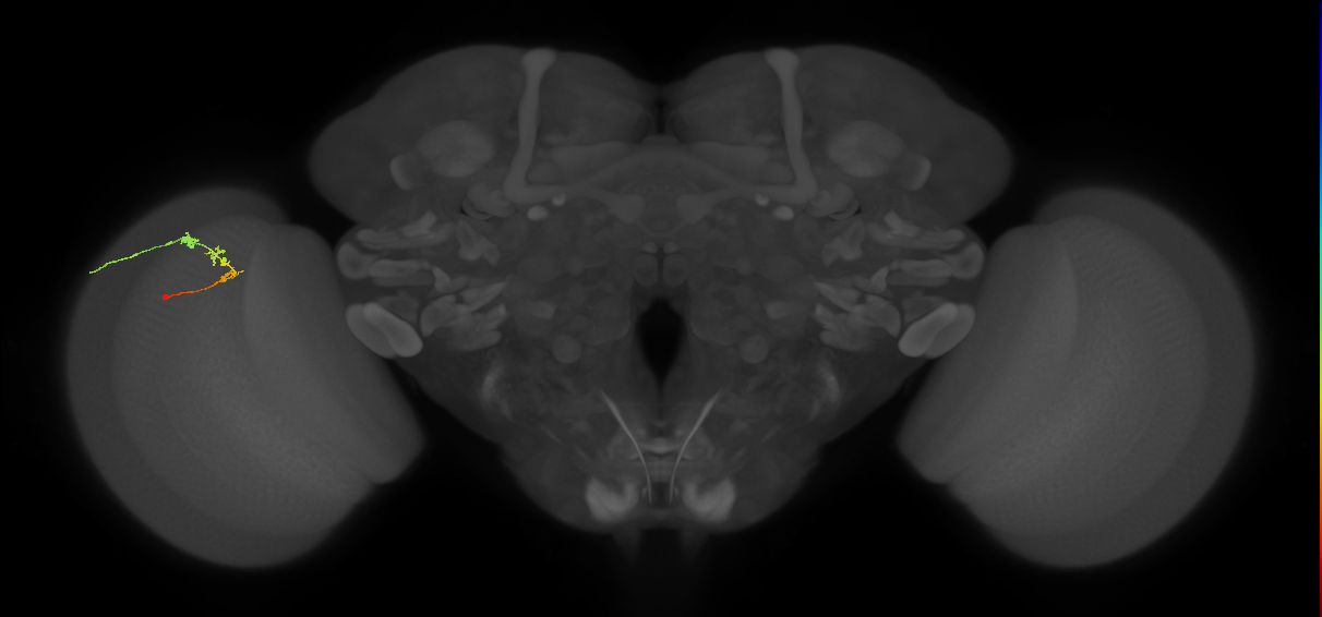 C2_L (MaleCNS:170480)